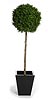 Artificial Plants